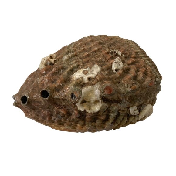 Iridescent Abalone Shell Natural Marine Specimen Collector Decor - Picture 4 of 7